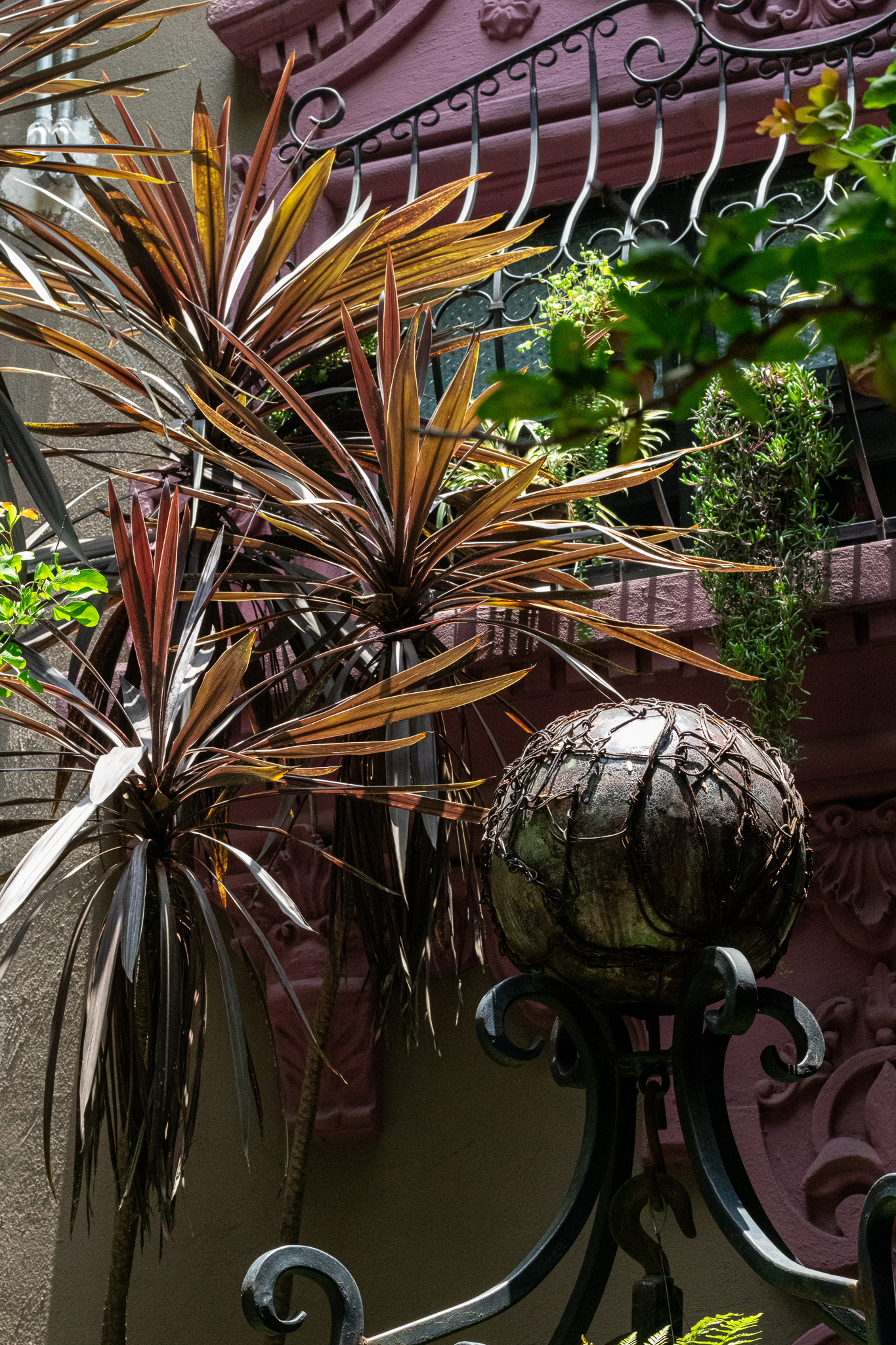 Vegetación y herrería sobre muro magenta